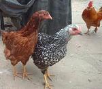 Click image for larger version

Name:	chickens.jpg
Views:	46
Size:	8.1 KB
ID:	100623