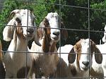 Click image for larger version

Name:	picresized_1211260028_3goats.jpg
Views:	45
Size:	109.5 KB
ID:	101011