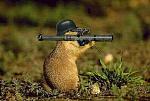 Click image for larger version

Name:	armed-squirrel.jpg
Views:	31
Size:	22.4 KB
ID:	103016