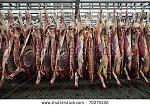 Click image for larger version

Name:	stock-photo-slaughterhouse-cows-hanging-on-hooks-in-the-cold-half-of-cows-70279192.jpg
Views:	290
Size:	70.8 KB
ID:	103226