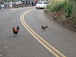 Click image for larger version

Name:	Why_did_the_chicken_cross_the_road?.JPG
Views:	41
Size:	115.4 KB
ID:	104102