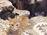Click image for larger version

Name:	catfamily.jpg
Views:	300
Size:	106.6 KB
ID:	121519