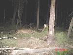 Click image for larger version

Name:	MountainLiontrailcam.jpg
Views:	460
Size:	66.4 KB
ID:	32688