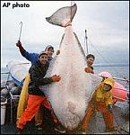 Click image for larger version

Name:	Giant Halibut.jpg
Views:	282
Size:	12.9 KB
ID:	39486