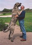 Click image for larger version

Name:	wolfhound.JPG
Views:	49
Size:	52.8 KB
ID:	59717