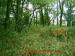Click image for larger version

Name:	deer cam 410.jpg
Views:	304
Size:	225.7 KB
ID:	98913