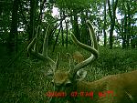 Click image for larger version

Name:	deer cam 391.jpg
Views:	317
Size:	191.2 KB
ID:	98914
