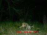 Click image for larger version

Name:	deer cam 1611.jpg
Views:	261
Size:	131.8 KB
ID:	99265