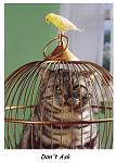 Click image for larger version

Name:	cat in cage.jpg
Views:	44
Size:	82.5 KB
ID:	51776