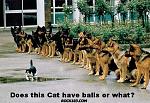Click image for larger version

Name:	catballs.jpg
Views:	44
Size:	51.9 KB
ID:	51778
