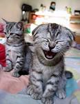 Click image for larger version

Name:	catlaugh.jpg
Views:	39
Size:	29.2 KB
ID:	51783