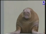 Click image for larger version

Name:	walrus.gif
Views:	76
Size:	888.7 KB
ID:	103480