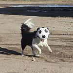 Click image for larger version

Name:	soccer dog.jpg
Views:	61
Size:	23.3 KB
ID:	105950