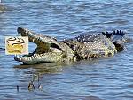Click image for larger version

Name:	Crocodile Africa crocodile albinos image de crocodile eat man baby wild animals crocodylus nilot.jpg
Views:	46
Size:	161.2 KB
ID:	104301