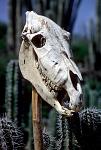 Click image for larger version

Name:	abonaire%20donkey%20skull.jpg
Views:	90
Size:	86.9 KB
ID:	50001