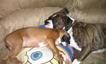 Click image for larger version

Name:	daisy and angus asleep.jpg
Views:	544
Size:	49.5 KB
ID:	101338