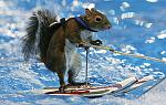 Click image for larger version

Name:	skiingsquirel.jpg
Views:	71
Size:	146.6 KB
ID:	99809