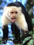 Click image for larger version

Name:	White-Faced Capuchin-1 CR.jpg
Views:	80
Size:	39.6 KB
ID:	65711