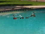 Click image for larger version

Name:	Ducks%20in%20the%20Pool.jpg
Views:	122
Size:	46.5 KB
ID:	87365