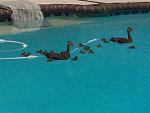 Click image for larger version

Name:	Ducks%20in%20the%20Pool%20002.jpg
Views:	119
Size:	43.8 KB
ID:	87366
