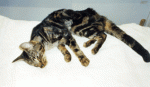 Click image for larger version

Name:	cat.gif
Views:	43
Size:	30.4 KB
ID:	45435