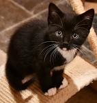 Click image for larger version

Name:	tuxedokitty.jpg
Views:	143
Size:	76.1 KB
ID:	123119