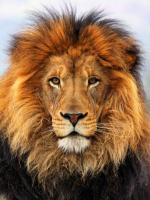 -King-'s Profile Picture
