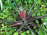 Click image for larger version

Name:	Mini Pineapple.jpg
Views:	306
Size:	198.7 KB
ID:	120204
