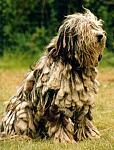 Click image for larger version

Name:	bergamasco.jpg
Views:	178
Size:	49.8 KB
ID:	39478